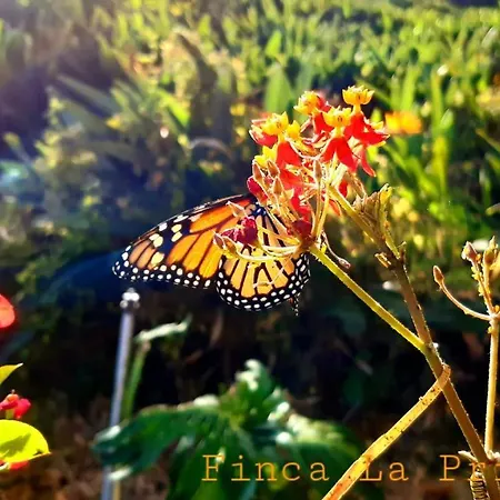 La Principal Agroturismo Breña Alta