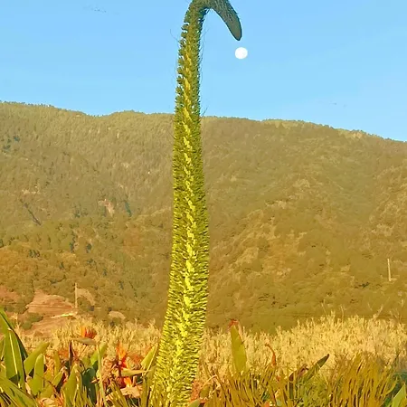 Agroturismo La Principal Breña Alta